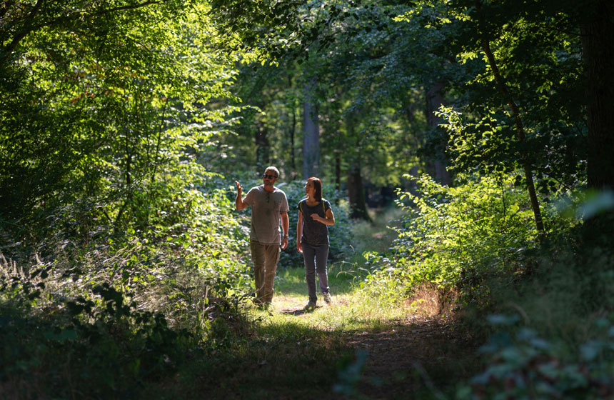 Enjoy a walk at the heart of nature in Hesdin forest