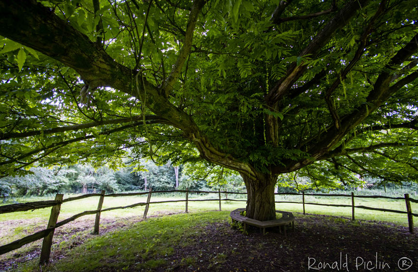 Seek out the quiet little corner under the walnut tree - perfect for hiding with a book!