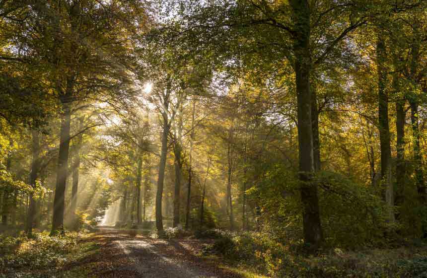 Find beauty and restorative tranquility at Crécy-en-Ponthieu forest
