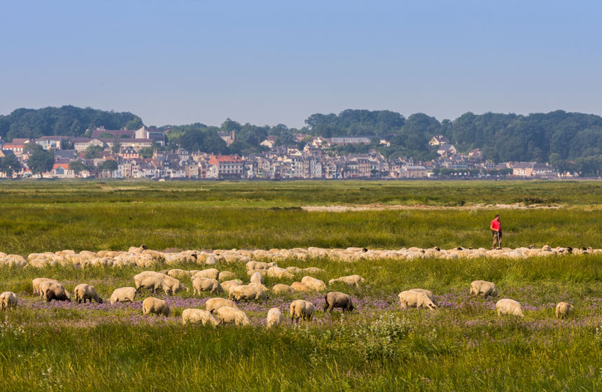 Saint Valery sur Somme is famous for its salt-marsh lamb